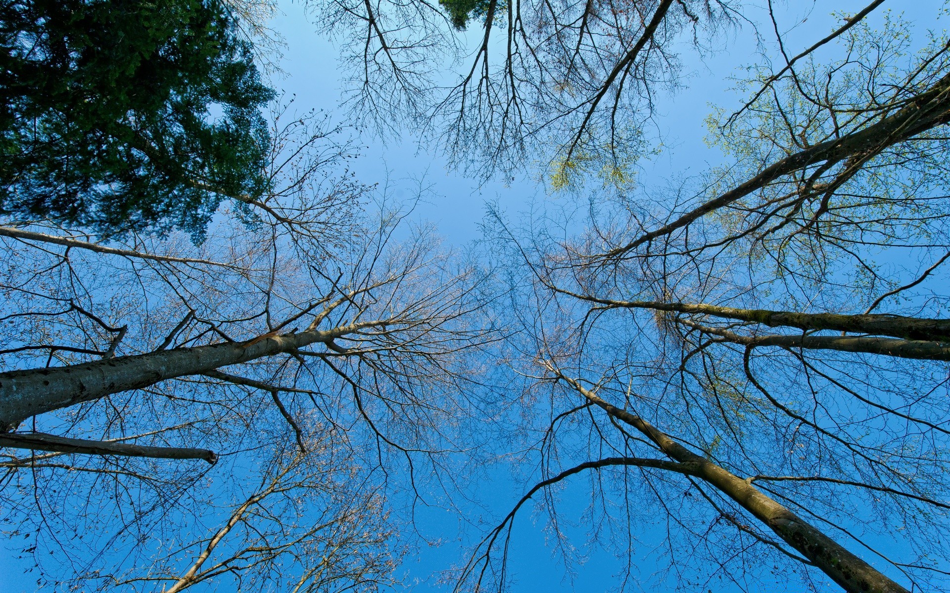 frühling baum zweig holz natur saison wetter winter park landschaft szene morgendä ng gutes wetter medium herbst blatt desktop himmel kofferraum hell