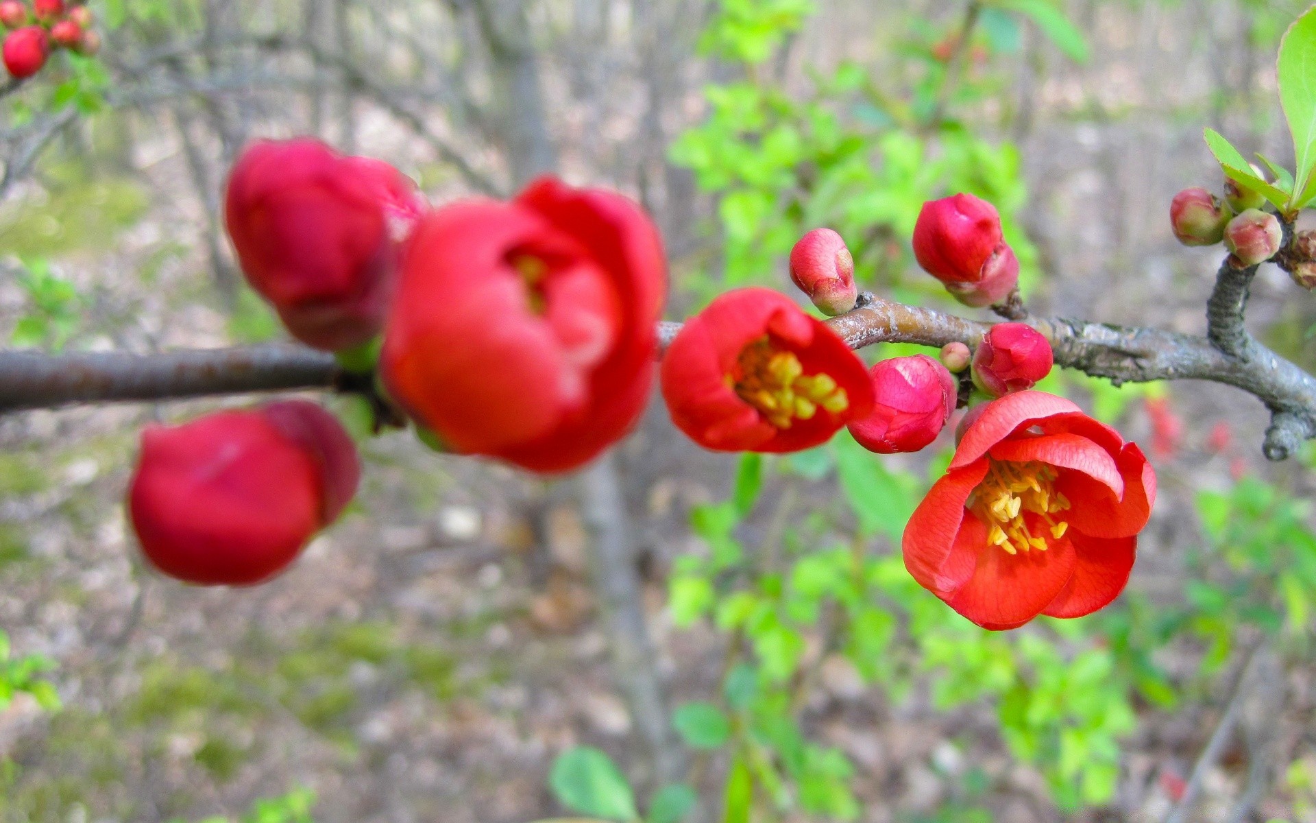 spring nature garden tree flower flora fruit branch leaf season outdoors blooming growth color summer shrub cherry