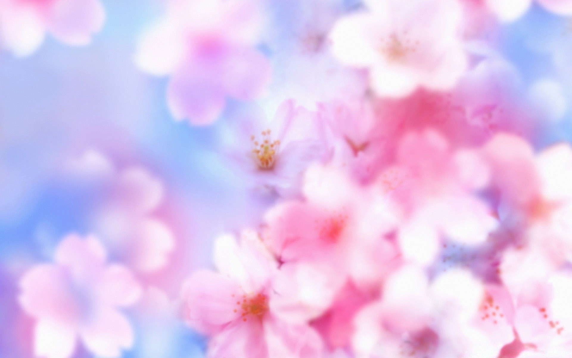 spring flower blur nature bright summer color petal flora garden