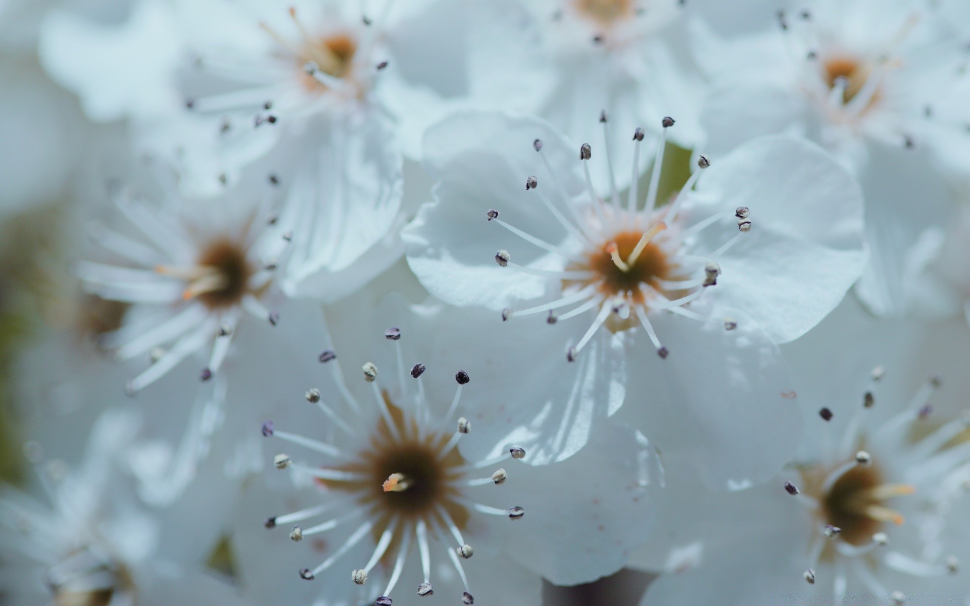 wiosna kwiat flora wiśnia natura liść drzewo oddział ogród płatek wzrost lato kolego jasny kwiatowy bluming jabłko piękny sezon kolor