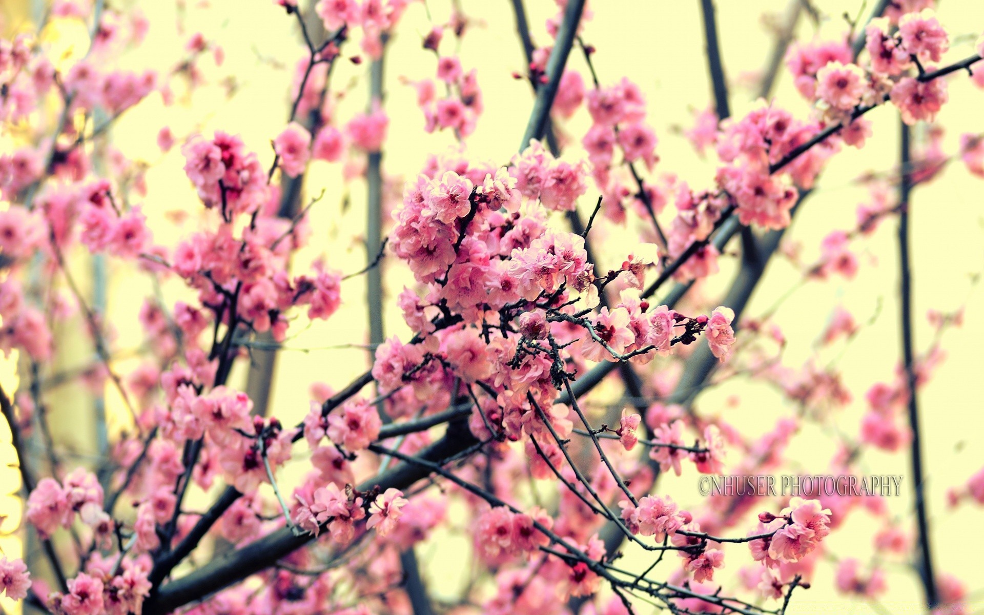 spring flower cherry flora branch nature tree season garden blooming growth springtime color petal leaf summer close-up floral bright bud