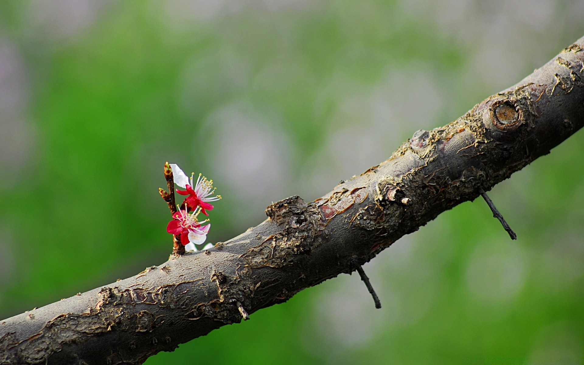 frühling natur insekt blatt schließen im freien holz holz garten park wenig flora sommer