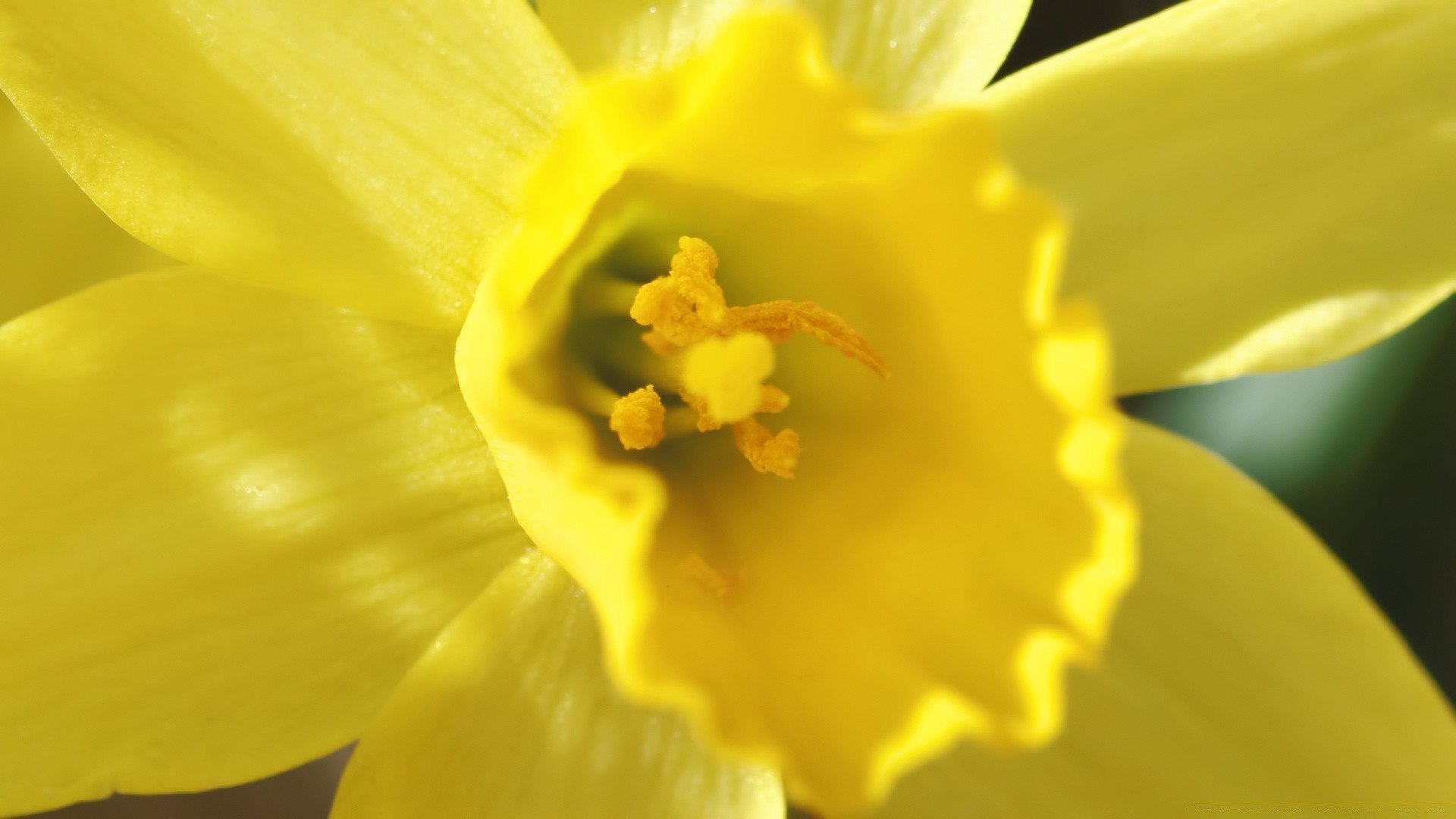 spring flower daffodil nature narcissus flora easter petal floral bright garden blur leaf blooming growth color pollen