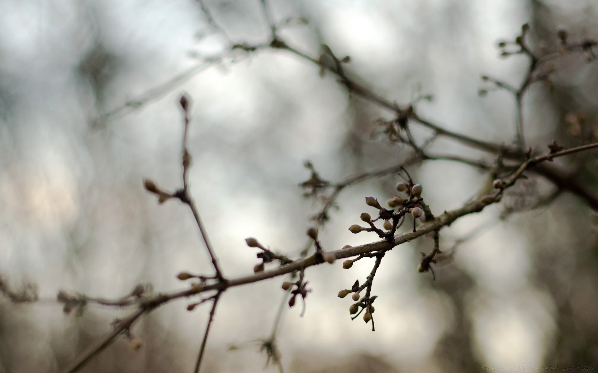 primavera albero inverno ramo natura neve fiore all aperto luce legno desktop stagione close-up