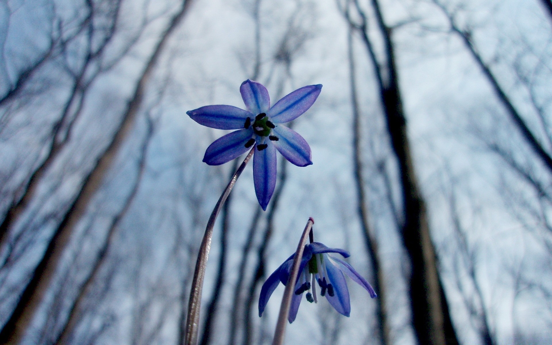 wiosna natura zima kwiat śnieg liść flora drewno na zewnątrz sezon kolor