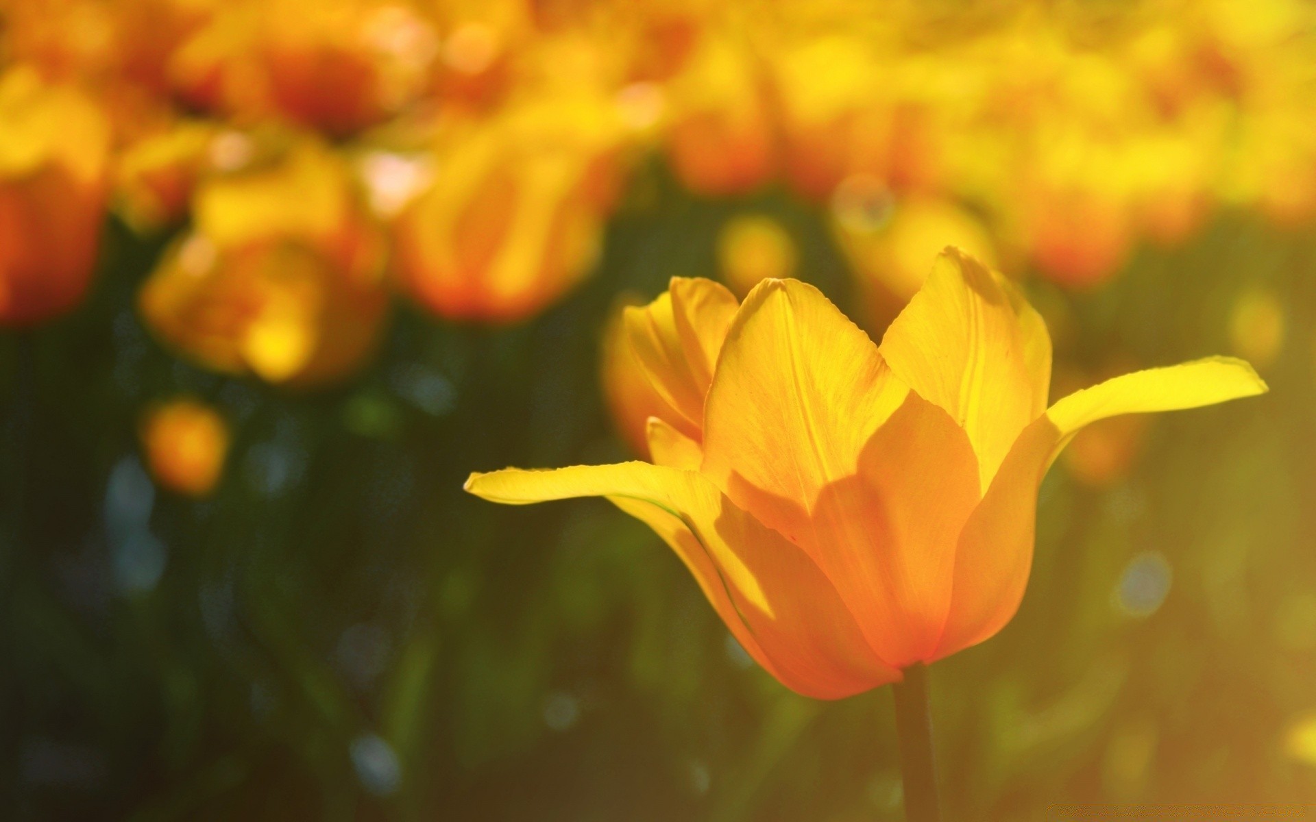 primavera natureza flor flora verão brilhante cor jardim temporada folha tulipa campo floral bonito pétala bom tempo