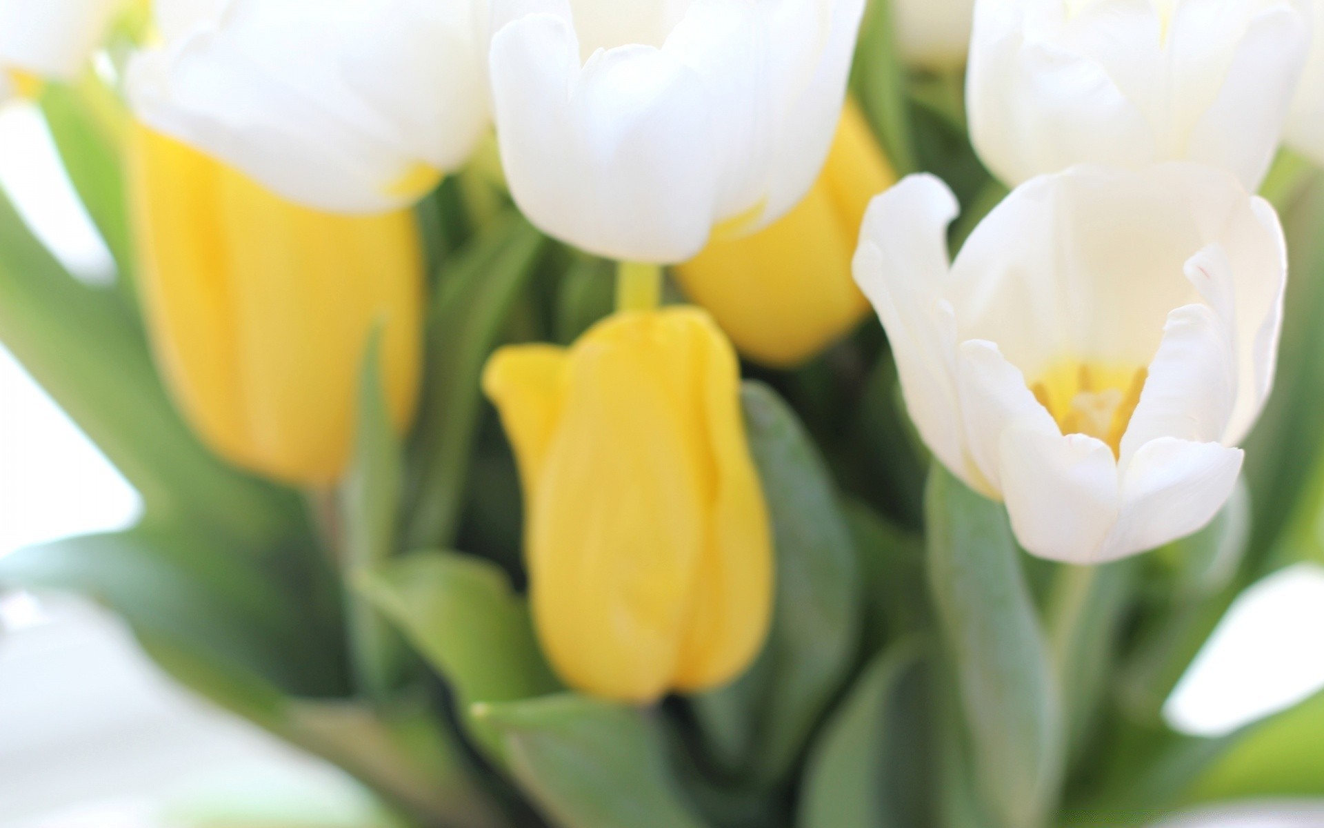 primavera tulipano natura foglia di pasqua flora bouquet di fiori vivid giardino floreale di colore stagione della lampada di estate cluster regalo petalo luz fiore