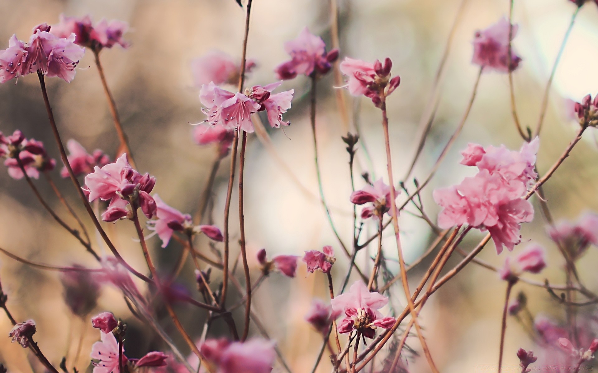 spring flower nature cherry flora branch tree blooming garden petal floral season color leaf growth close-up bud summer bright outdoors