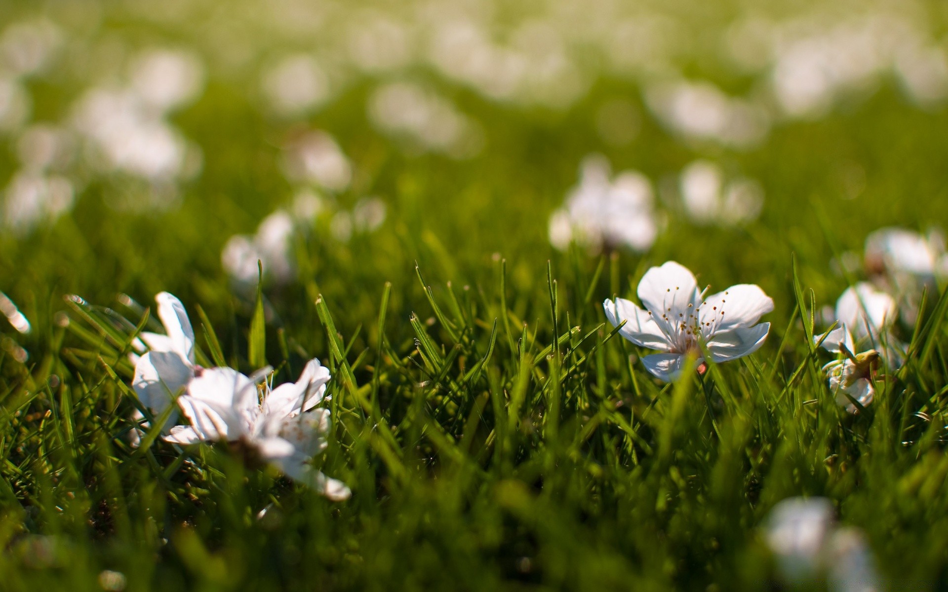 printemps herbe foin nature fleur champ été flore pelouse jardin saison croissance beau temps à l extérieur gros plan soleil parc environnement pâques feuille lumineux