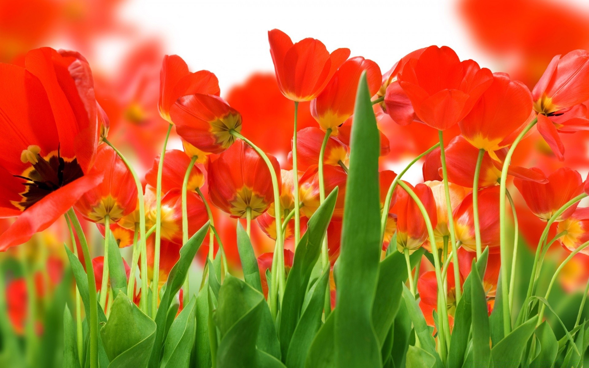 frühling natur tulpe blume flora garten hell blatt blumen sommer ostern farbe feld wachstum blüte blütenblatt blumenstrauß jahreszeit gutes wetter schale