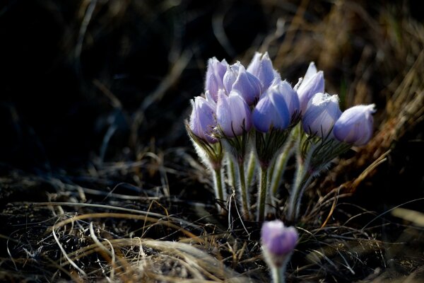 Spring flora outdoors