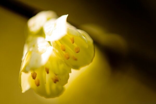 Naturaleza muerta de primavera. Fondo amarillo