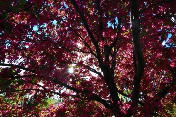 Corona de árbol brillante en primavera