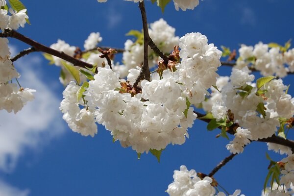 Sakura on a blue sky background