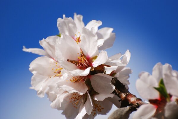 Las flores de cerezo crisivo florecen