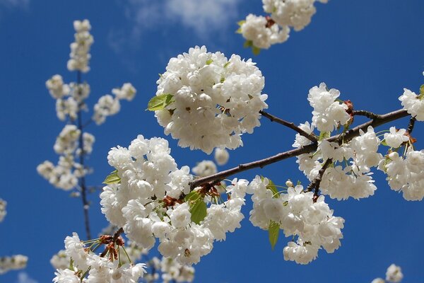 Blossoming cherry blossoms against the blue sky