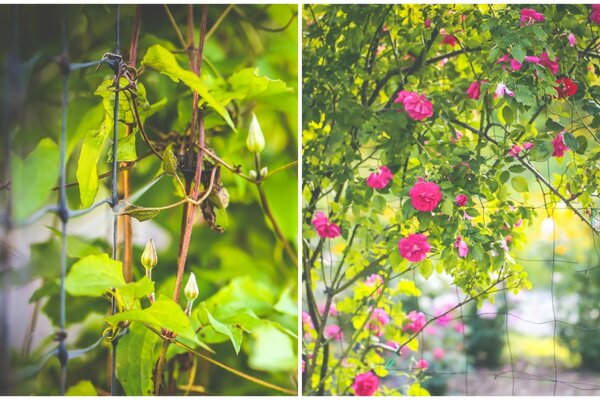 Naturaleza con hermosas flores carmesí