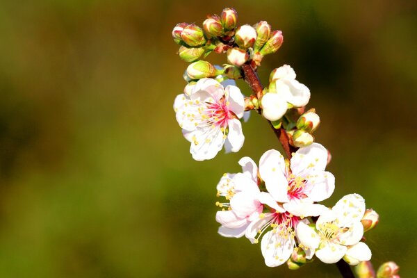 Fast blühende rosa Blüten auf einem Ast