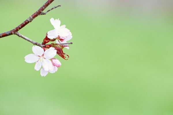 Branche de floraison unique sur fond flou vert