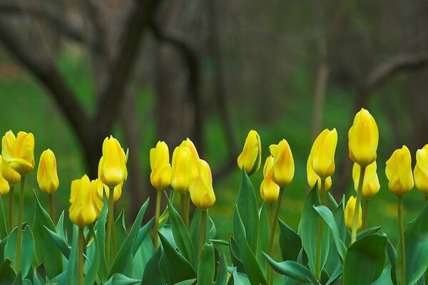 Natura in primavera, fiore del tulipano con le foglie verdi