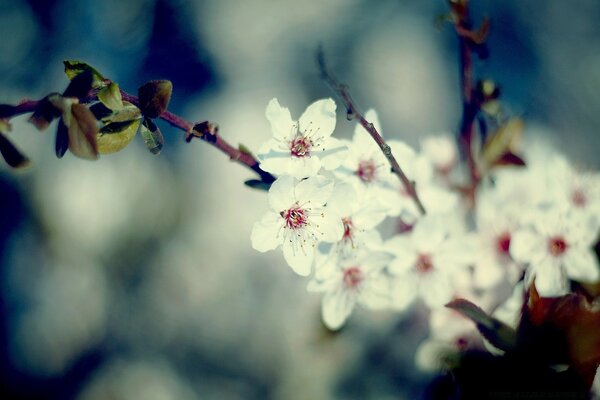 Fleurs blanches avec un noyau rose