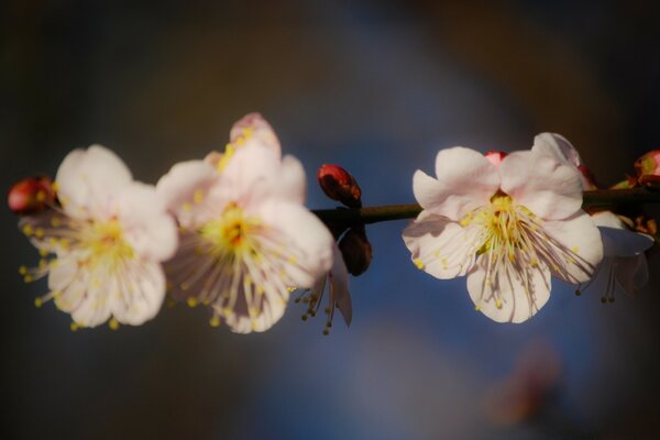 Spring flowers of the cherry tree