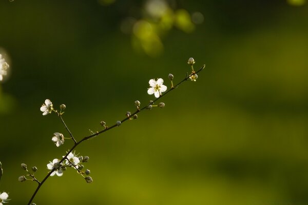 A sprig of a flowering tree