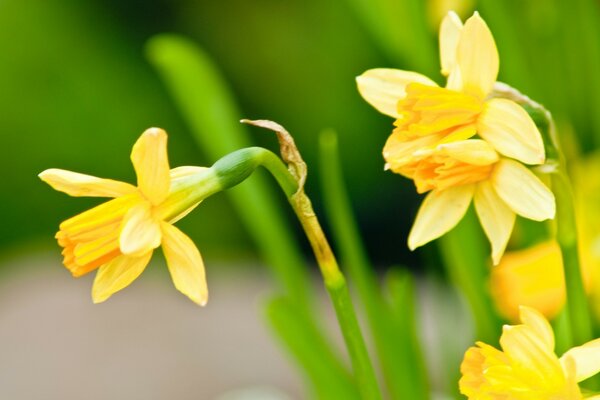 Blooming daffodils on a green background