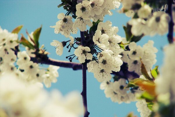 Ağaçların ilkbaharda çiçek açması. Flora