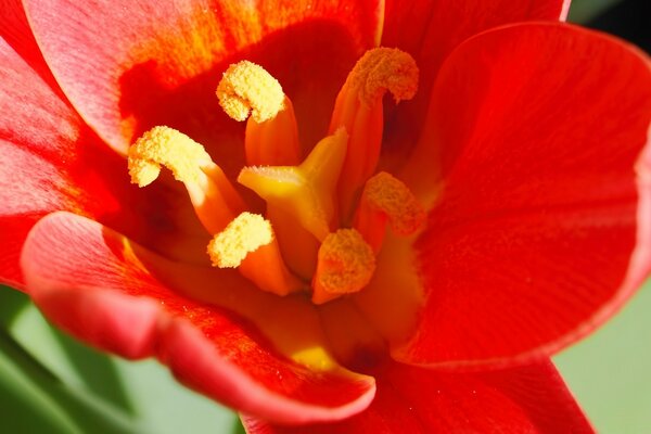 Flor vermelha brilhante da primavera