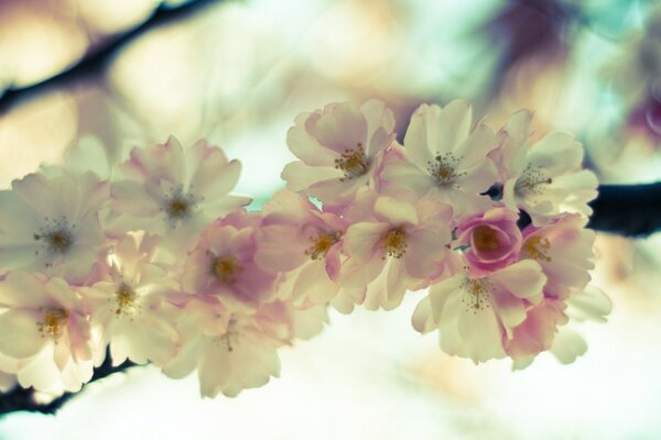 Flores brancas delicadas com um tom rosa