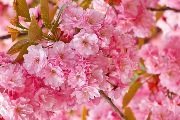 Frottee rosa Frühlingsblumen