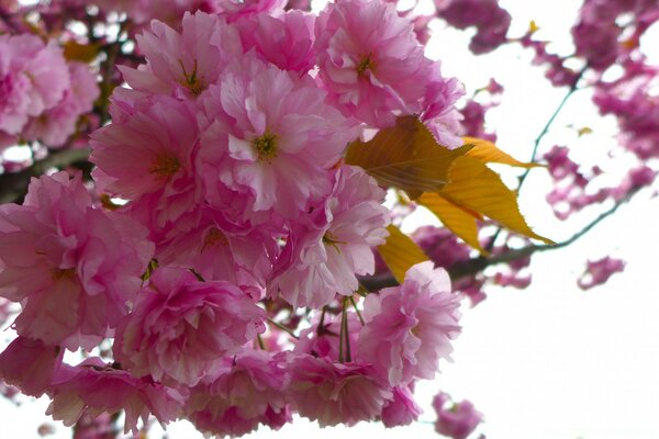 Jardin de printemps, belle fleur