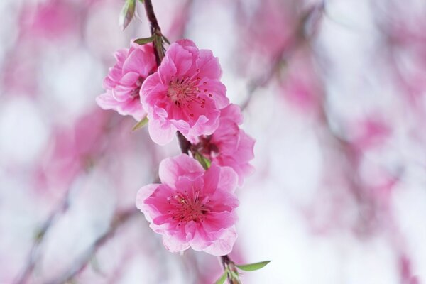 Belle branche avec des fleurs roses