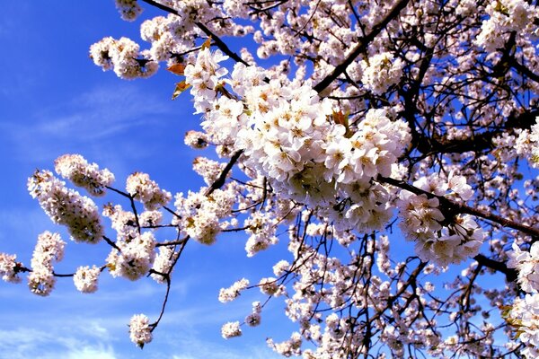 Reichliche Kirschblüte im Frühling