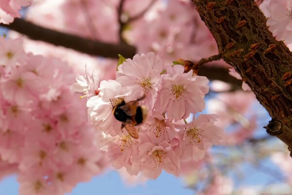 Bumblebee in pink tree flowers