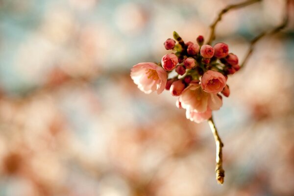 Beautiful photo of spring flowers on a tree