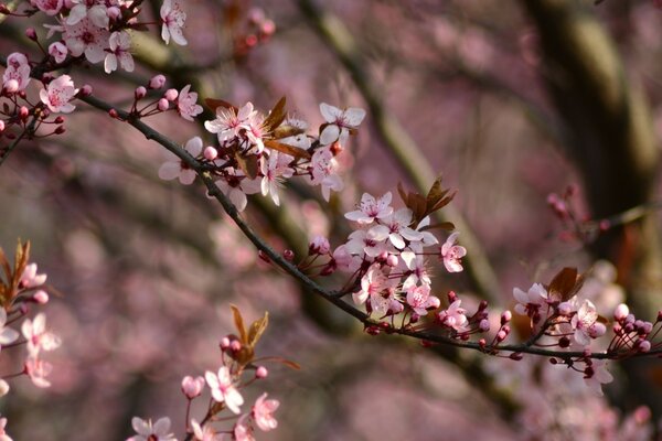 Colored cherries on a tree branch