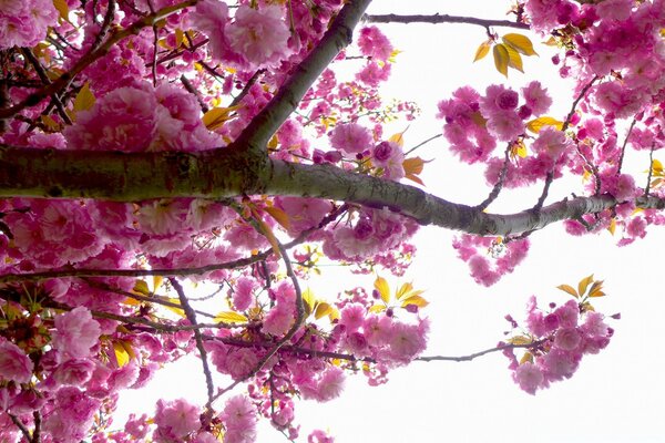 Kirschbaumblüten im Frühling