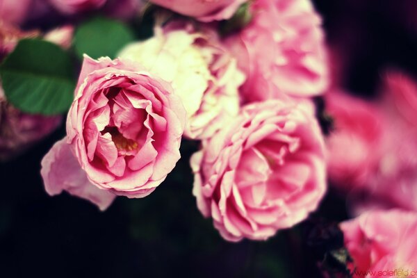 Bouquet de roses roses délicates