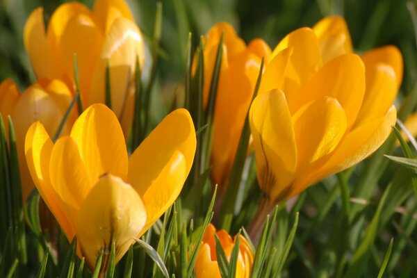 Frühlingsblumen von hellen bunten Blumen