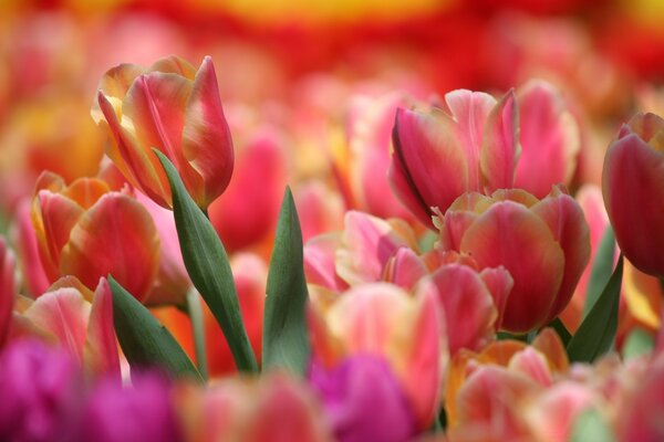 Tulipes rouges dans le jardin de fleurs