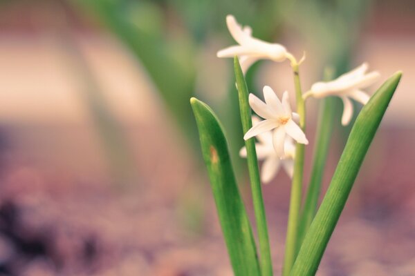 Delicada flor blanca de primavera