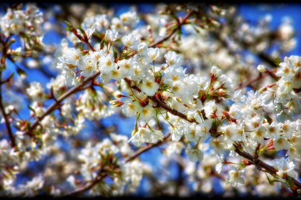 White cherry blossoms and blue sky