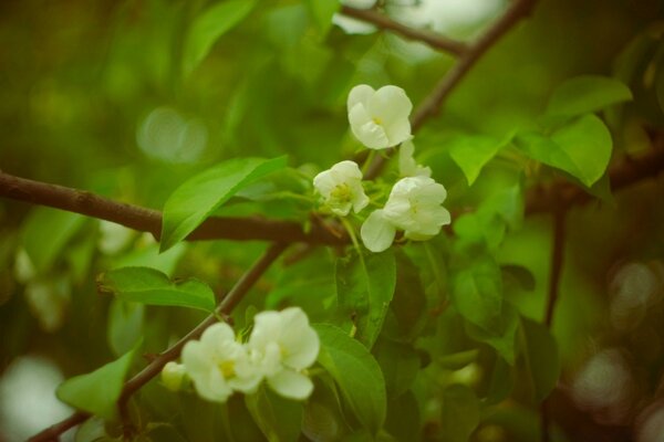 Floración de árboles frutales en filtros