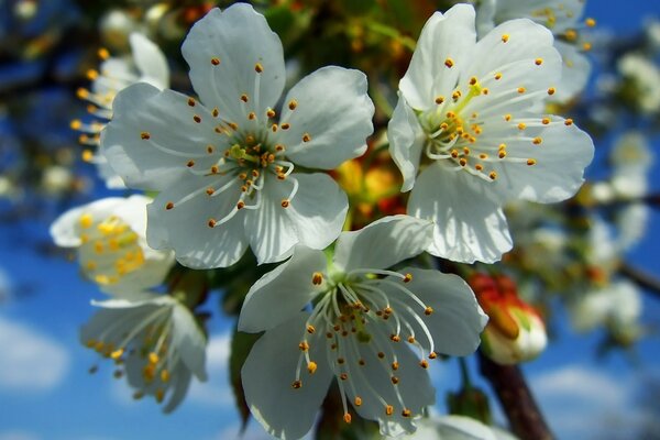 Weiße Blüten mit fünf Blütenblättern drei Blüten im Vordergrund unscharfer Hintergrund im Hintergrund blauer Himmel mit Wolken