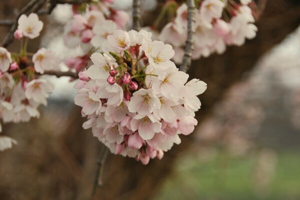 Small pink flowers next to each other on a branch