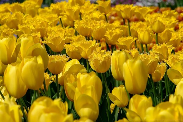 Un claro de tulipanes como una alfombra de flores