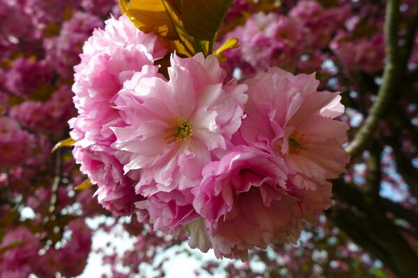 Flores de rizo rosa con hoja marrón