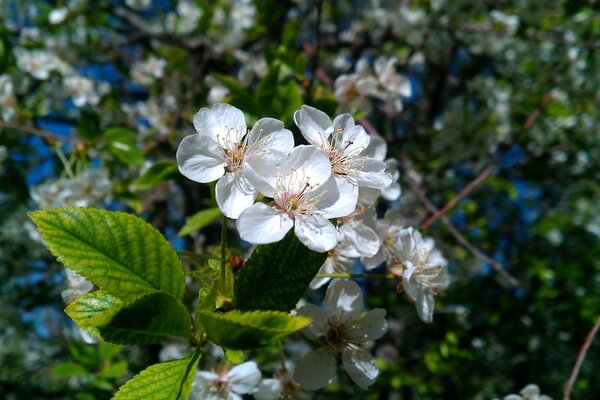 Spring awakening of nature through flowering